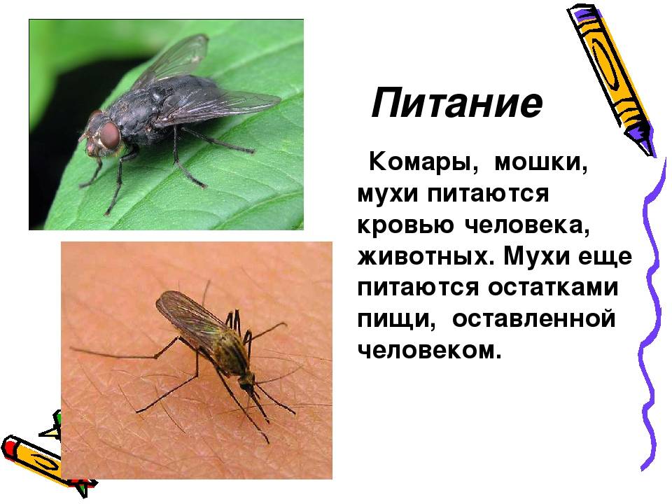 Чем питаются мухи в доме – чем кормить муху?:) — запись пользователя юля (ulashk) в сообществе домашние животные в категории наши любимцы!