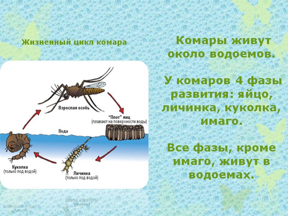 Как размножаются комары: особенности, характерные для летающих кровососов