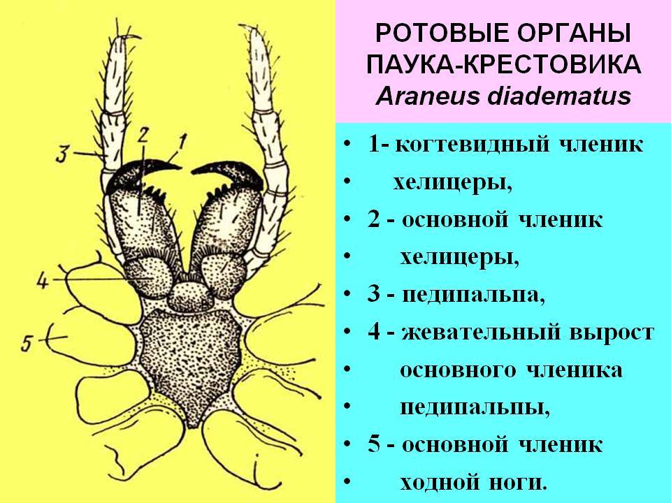 Из чего состоят конечности паукообразных. Хелицеры клеща строение. Ротовые конечности паука крестовика. Строение ротового аппарата паукообразных. Строение паука с брюшной стороны.