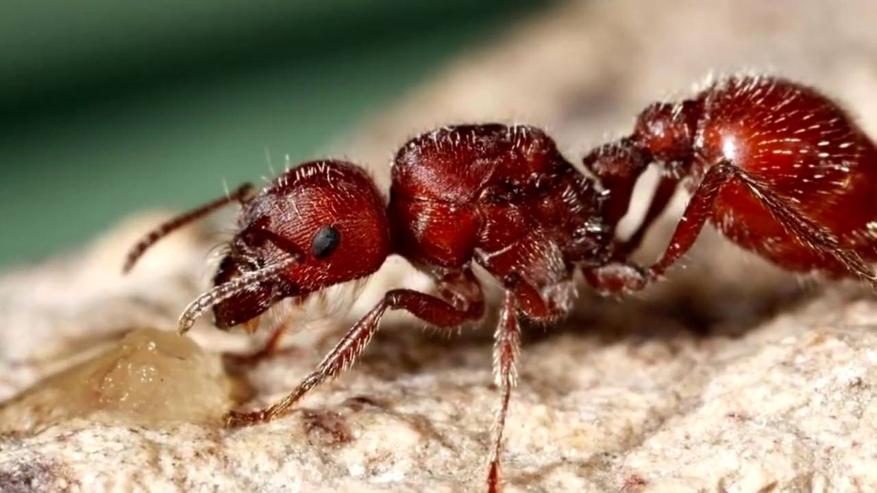 Муравьи убийцы -– самые опасные муравьи в мире