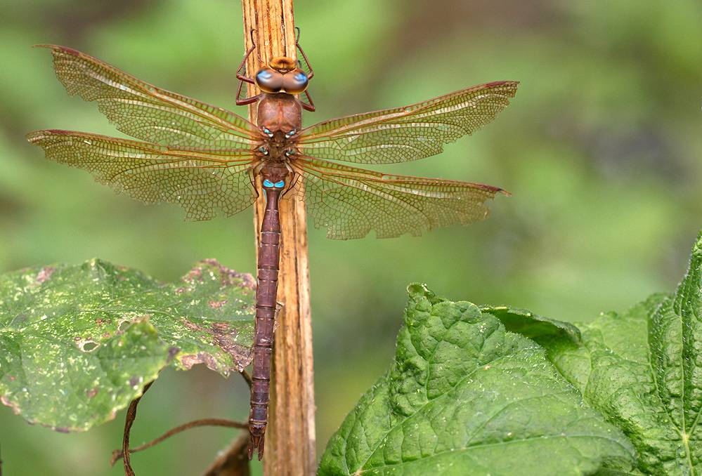 Большая стрекоза. Aeschna Grandis. Коромысло большое (Aeschna Grandis). Коромысло Жук. Коромысло Болотное Стрекоза.