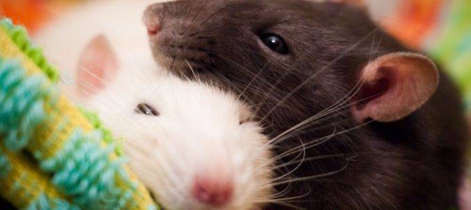 Симптомы боязни мышей и крыс: что это за расстройство, причины страха перед грызунами