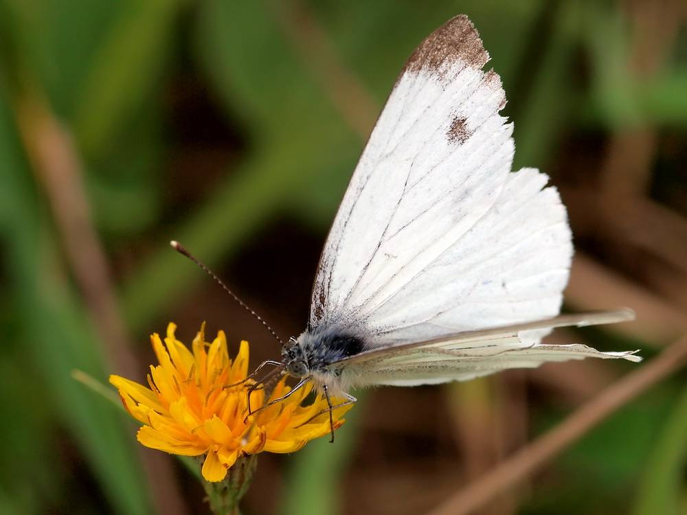 Бабочка пеструшка таволговая: фото и интересные особенности насекомого