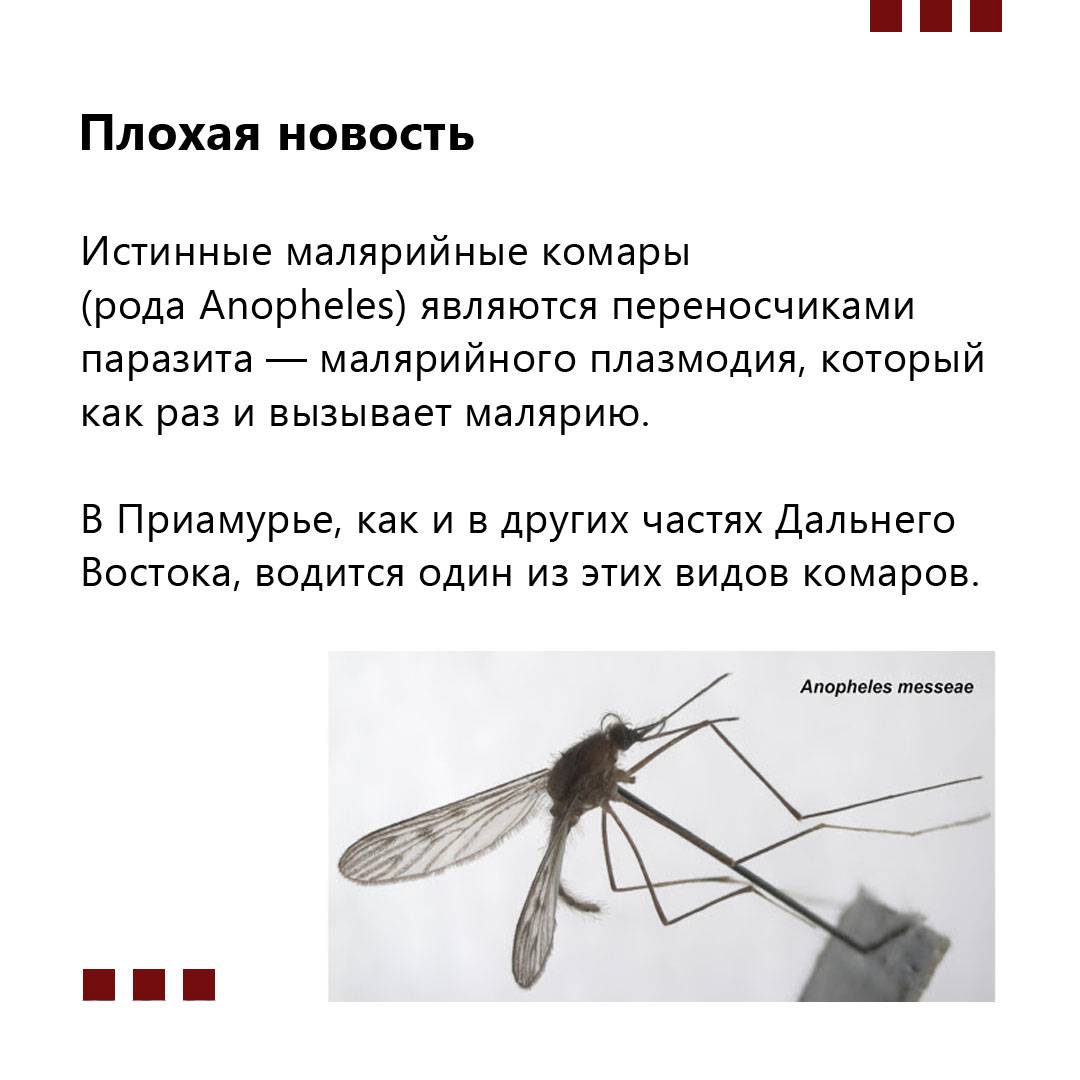 Откуда появляются комары в квартире?