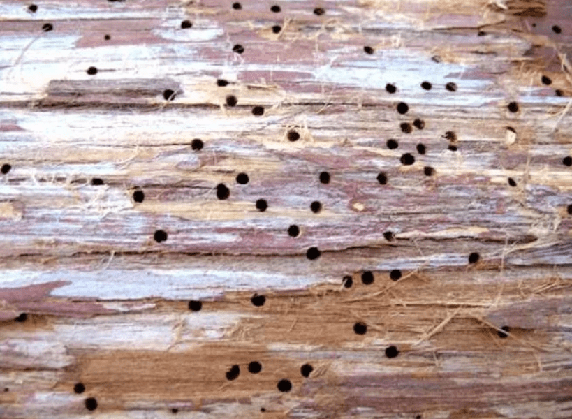 Древоточцы в деревянном доме и как от них избавиться