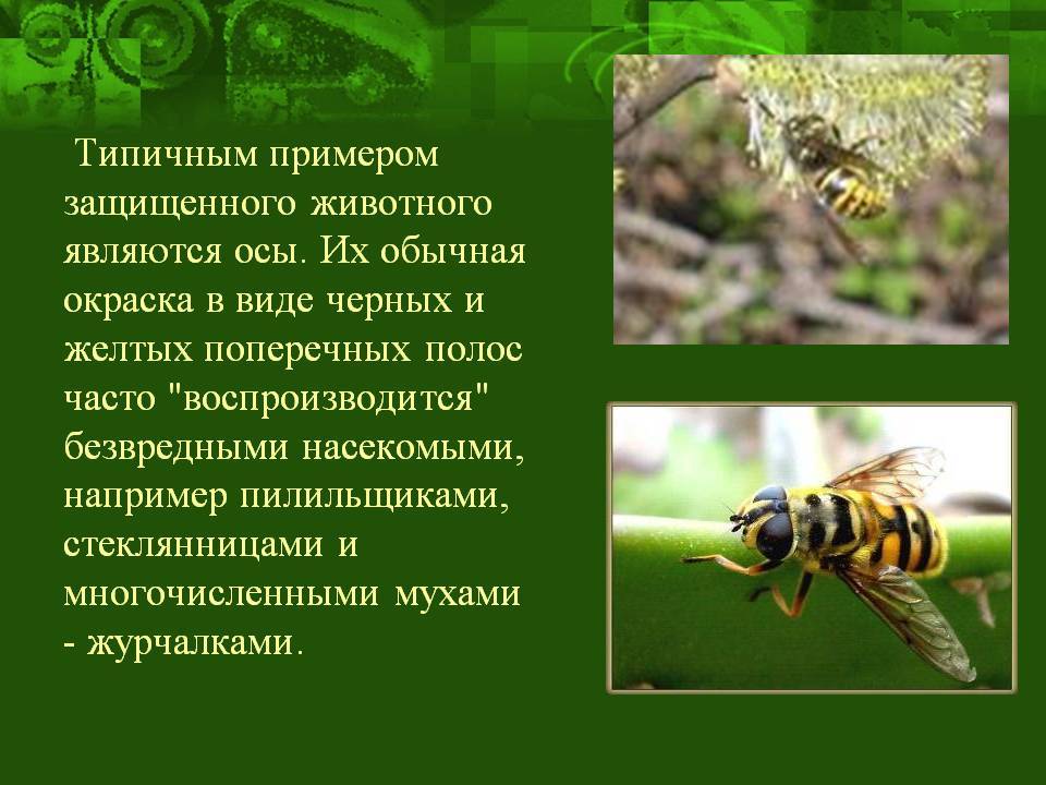 Оса характеристики. Приспособленность Муха журчалка. Муза журчалка среда обитания. Муха журчалка черты приспособления. Муха журчалка среда обитания.