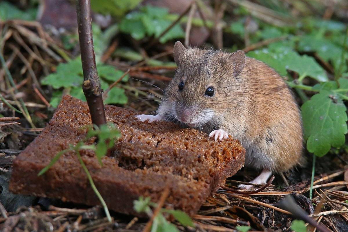 Полевой мышь фото