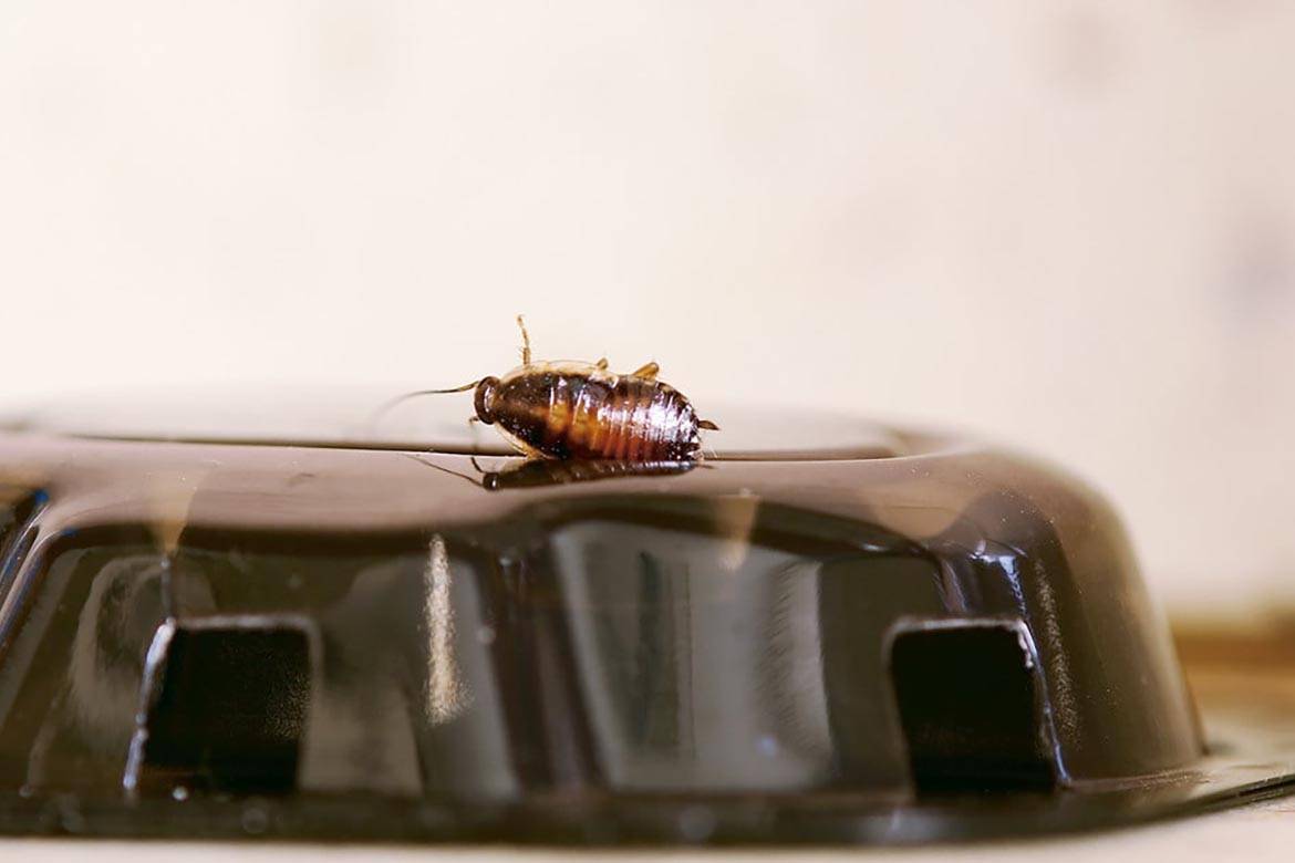 Как избавиться от тараканов в общежитии: основные средства борьбы