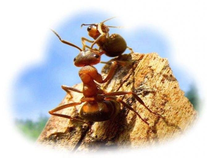 К чему снятся муравьи