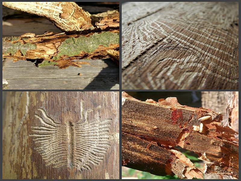 Как избавиться от короеда в деревянном доме своими руками: методы, видео