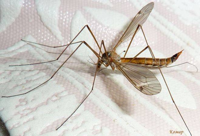 Виды комаров – описание и особенности существования