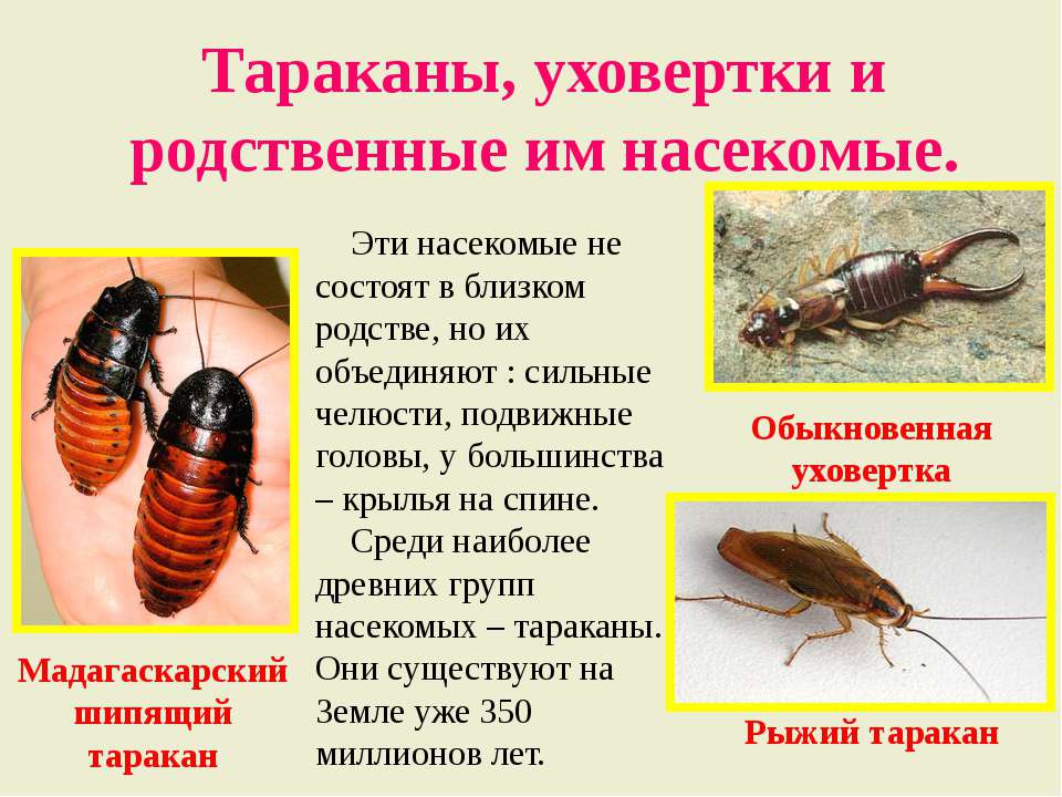 Почему тараканов называют стасиками- версии и факты