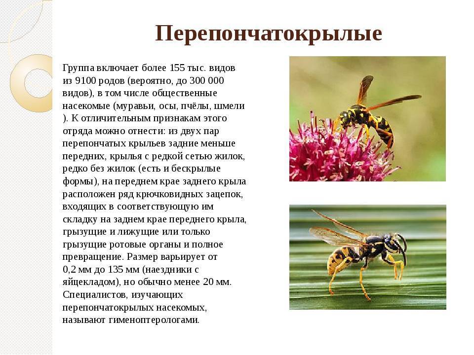 Насекомое оса – фото и описание разновидностей ос