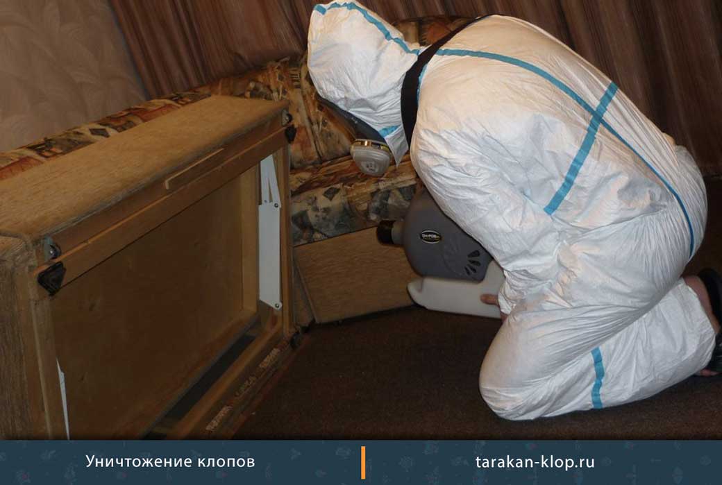 Травить Клопов В Квартире Цена
