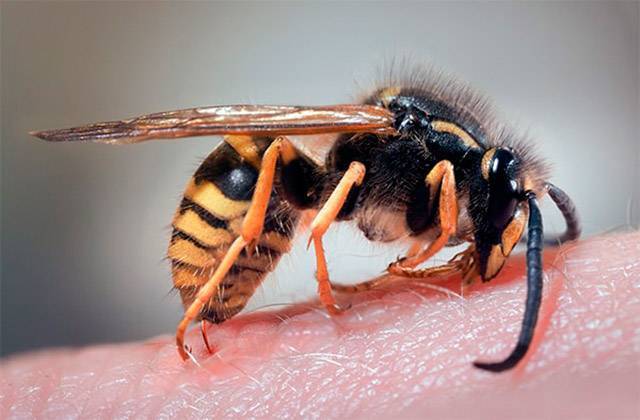 Лесная оса: фото и систематика насекомых