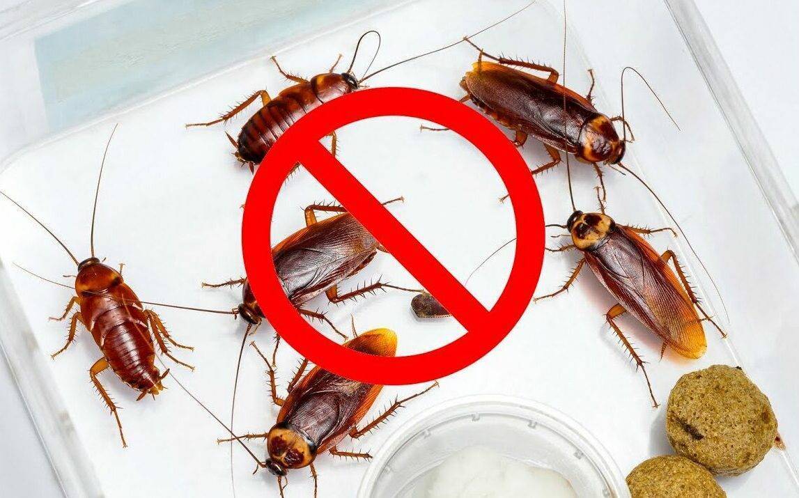 Что отпугивает тараканов в квартире?