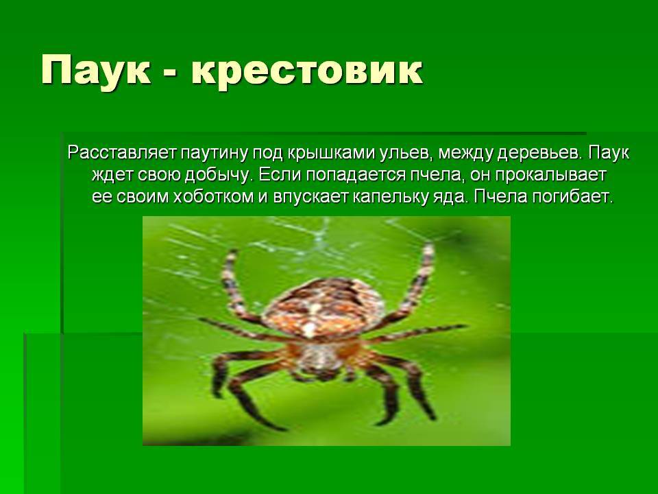 Какой тип развития характерен для паука крестовика изображенного на рисунке 1