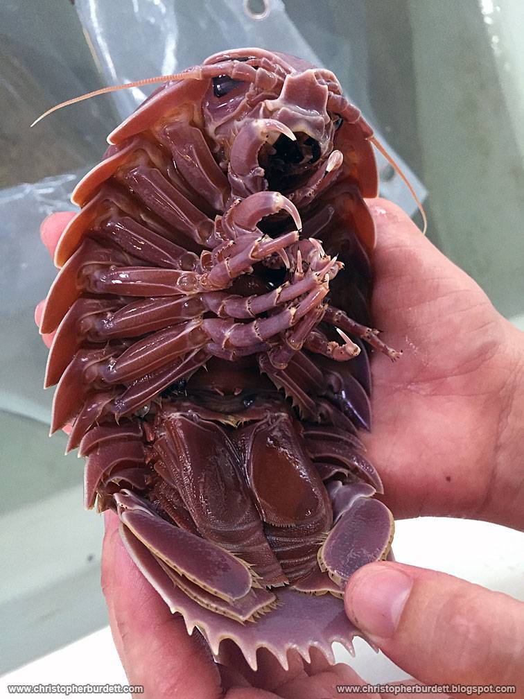 Морские тараканы: описание, особенности, фото