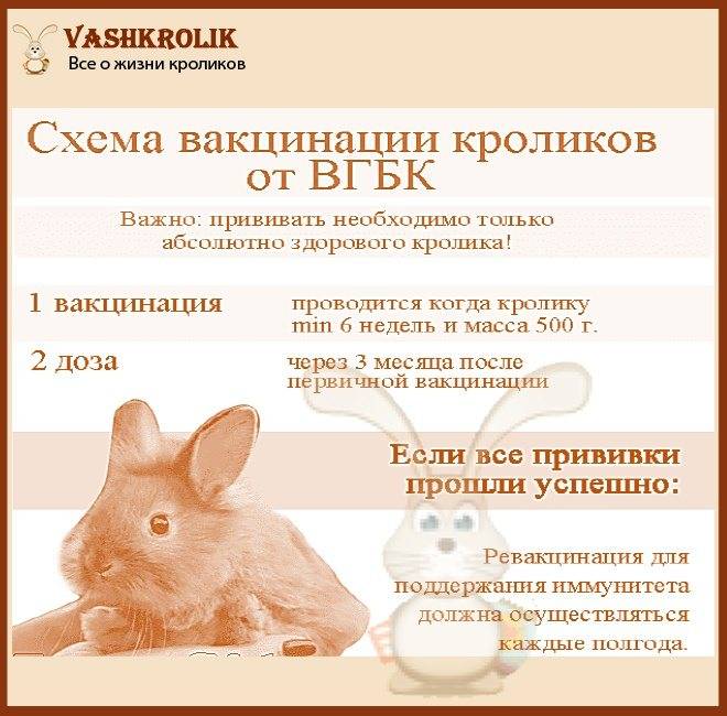 Прививки кроликам — какие и когда делать