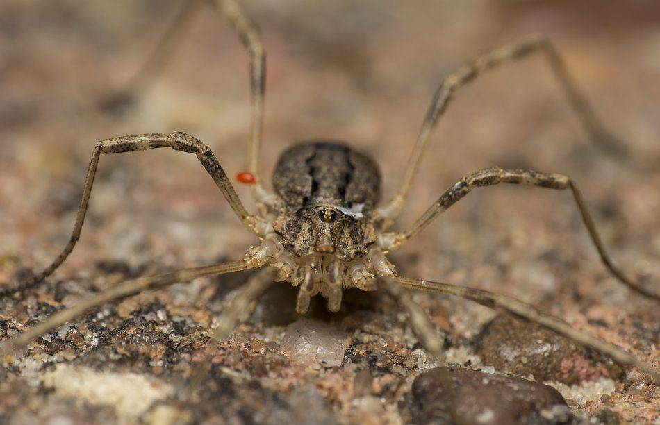 Описание и фото пауков краснодарского края