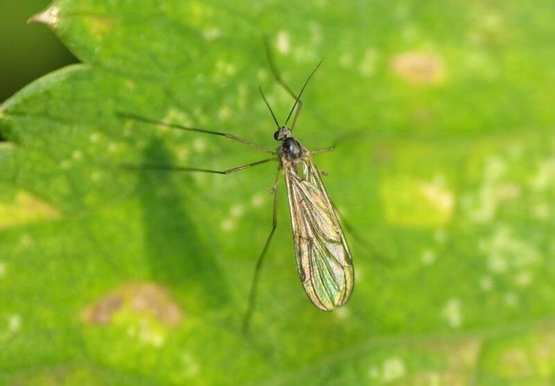 Грибной комарик (lycoria), мушка сциара (sciara) - все о комнатных растениях на flowersweb.info