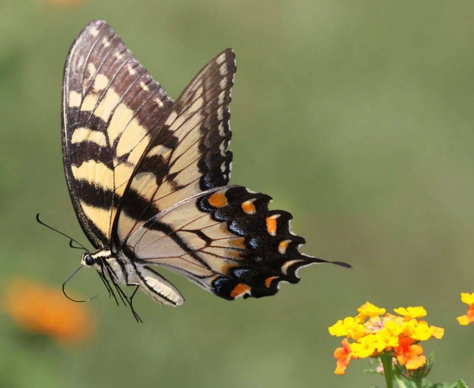 Бабочка махаон - фото и описание, как выглядит, сколько живет и чем питается