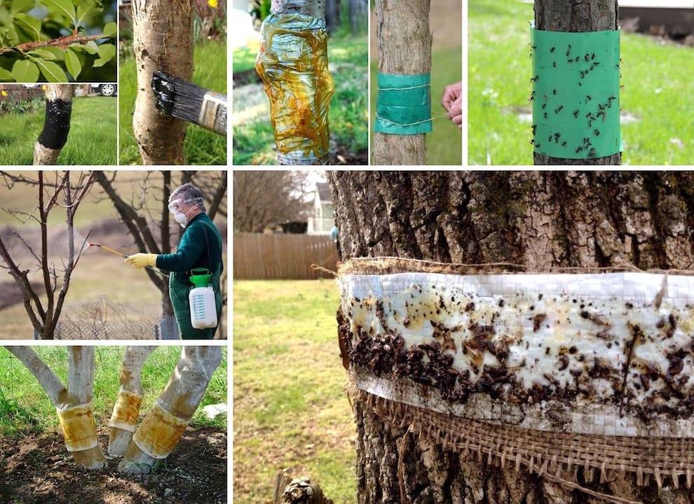 Как избавиться от муравьев на деревьях: способы и средства