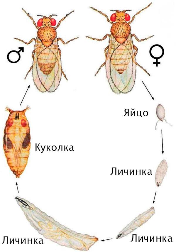 Размножение мух: органы размножения, выкладка яиц, развитие личинок и жизненный цикл : labuda.blog