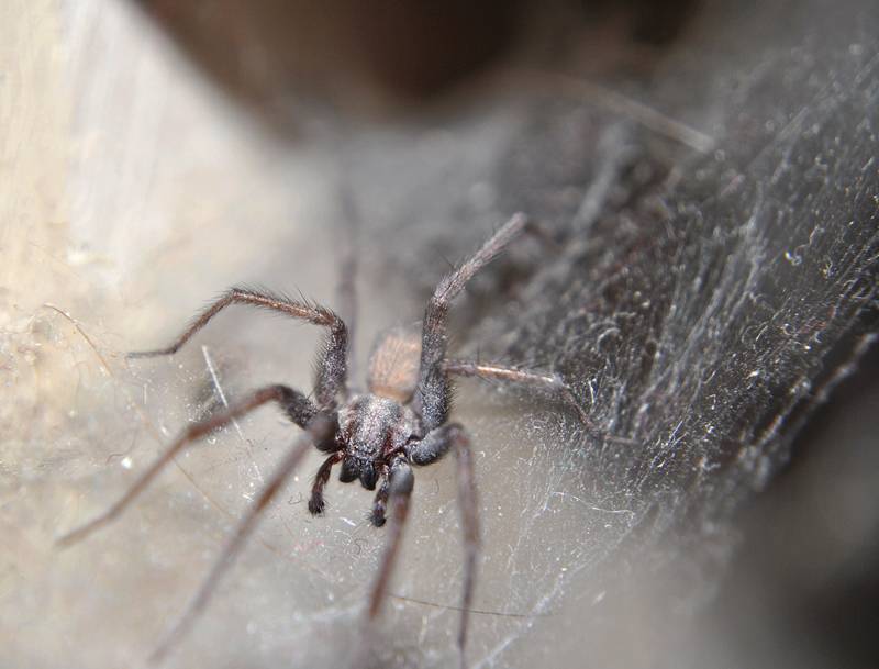 24 самых необычных паука в мире