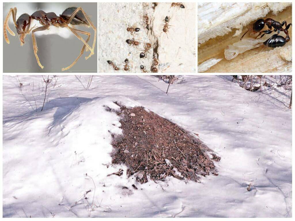 Что делают зимой муравьи. как и где зимуют муравьи? | зелёный сад