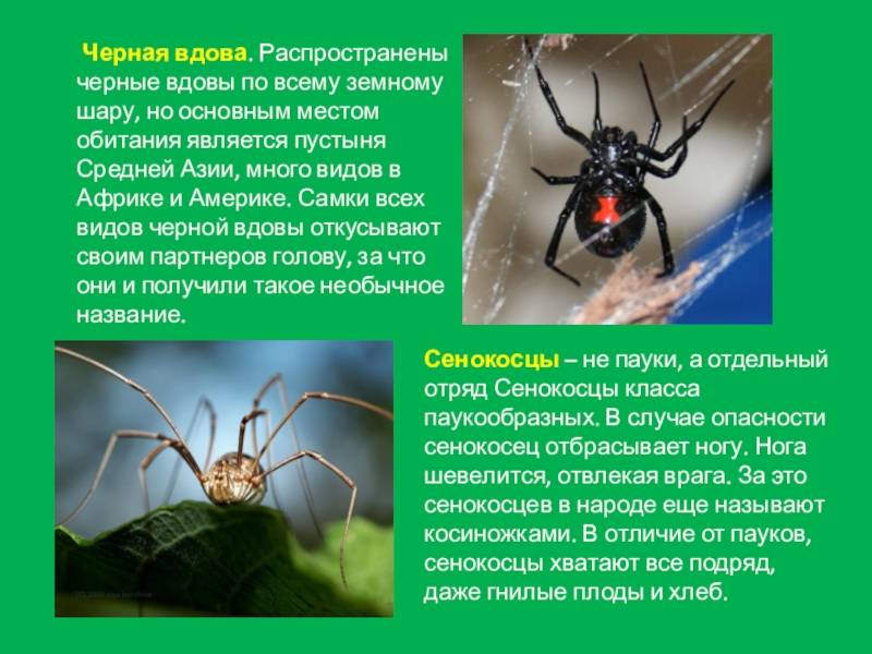 Опасные насекомые краснодарского края — nasekomie
