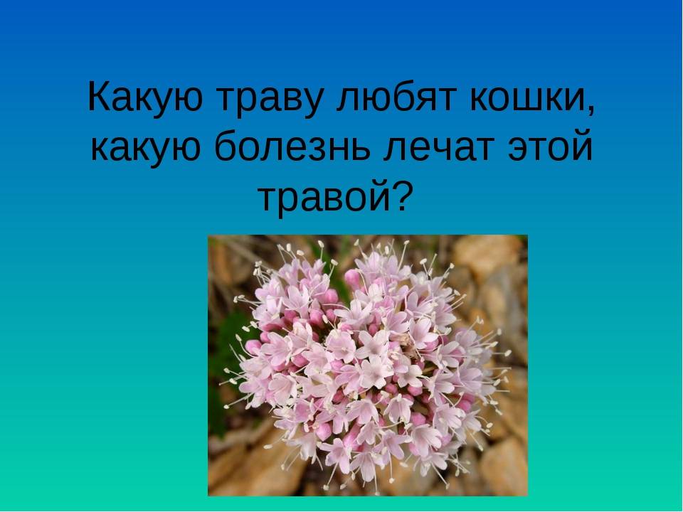 Что не любят кошки. Какое растение любят кошки. Какую траву любят кошки. Какую траву любят кошки фотографии и описание. Какое растение боятся мыши.