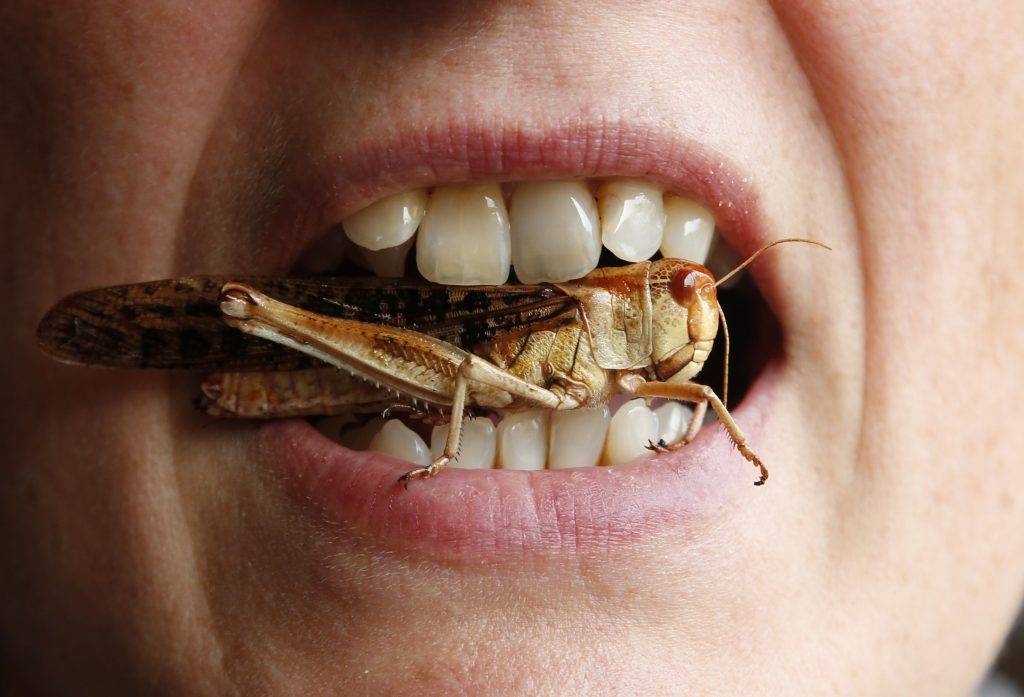 Чем питаются осы – рацион взрослых особей и личинок