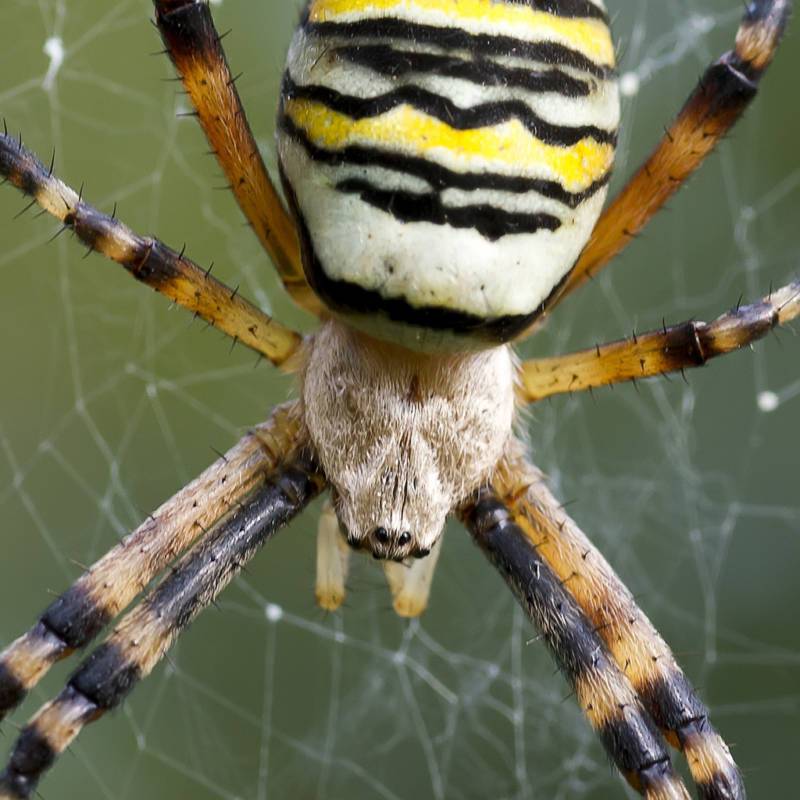 Топ 15 самых красивых и милых пауков в мире - фото, названия и характеристика — природа мира