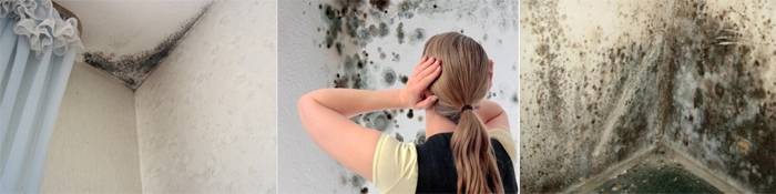 Плесень на стене в квартире: что делать, как уничтожить грибок навсегда