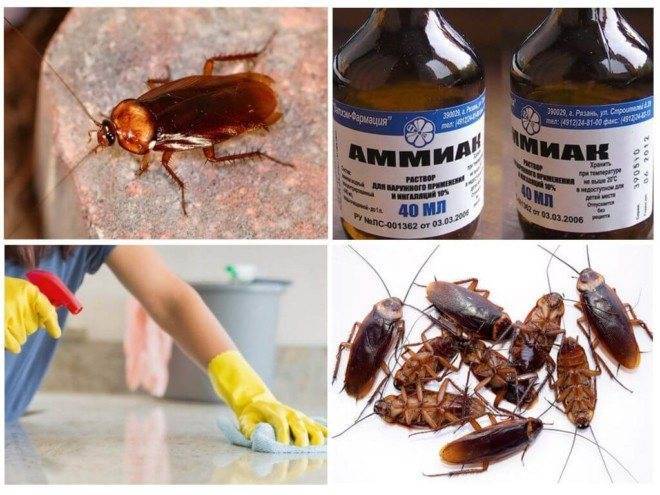 Нашатырный спирт от тараканов - как вывести вредителей