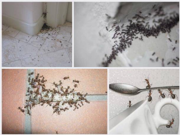 Как избавиться от черных муравьев в доме: все способы и их характеристика