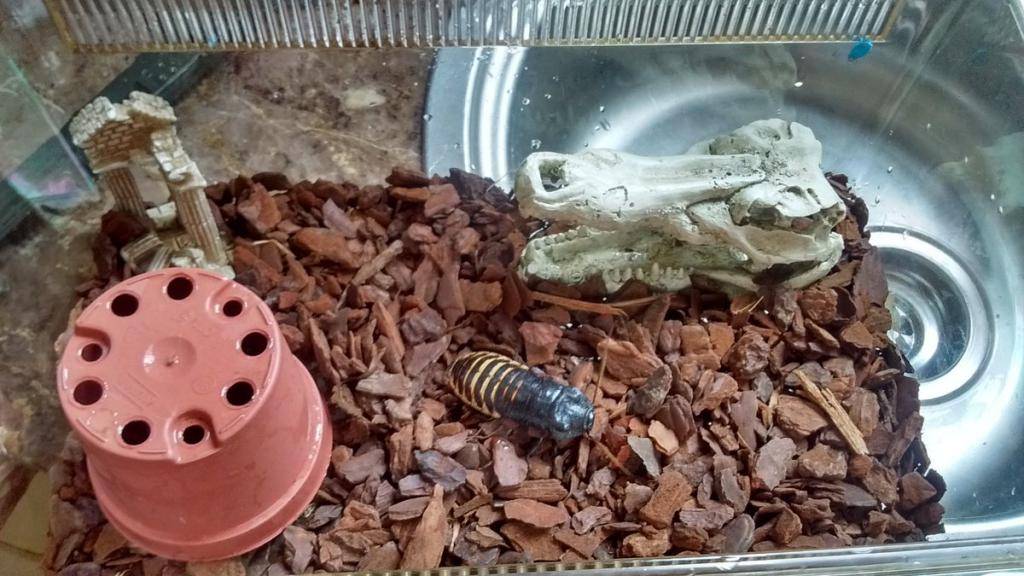 Мадагаскарский таракан - условия содержания