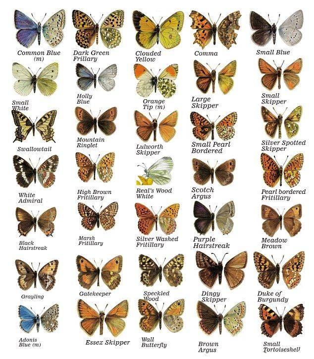 Все виды бабочек и их названия фото на русском