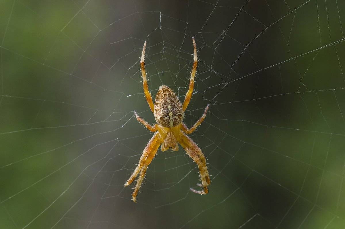 Разновидности пауков фото с названиями и описанием