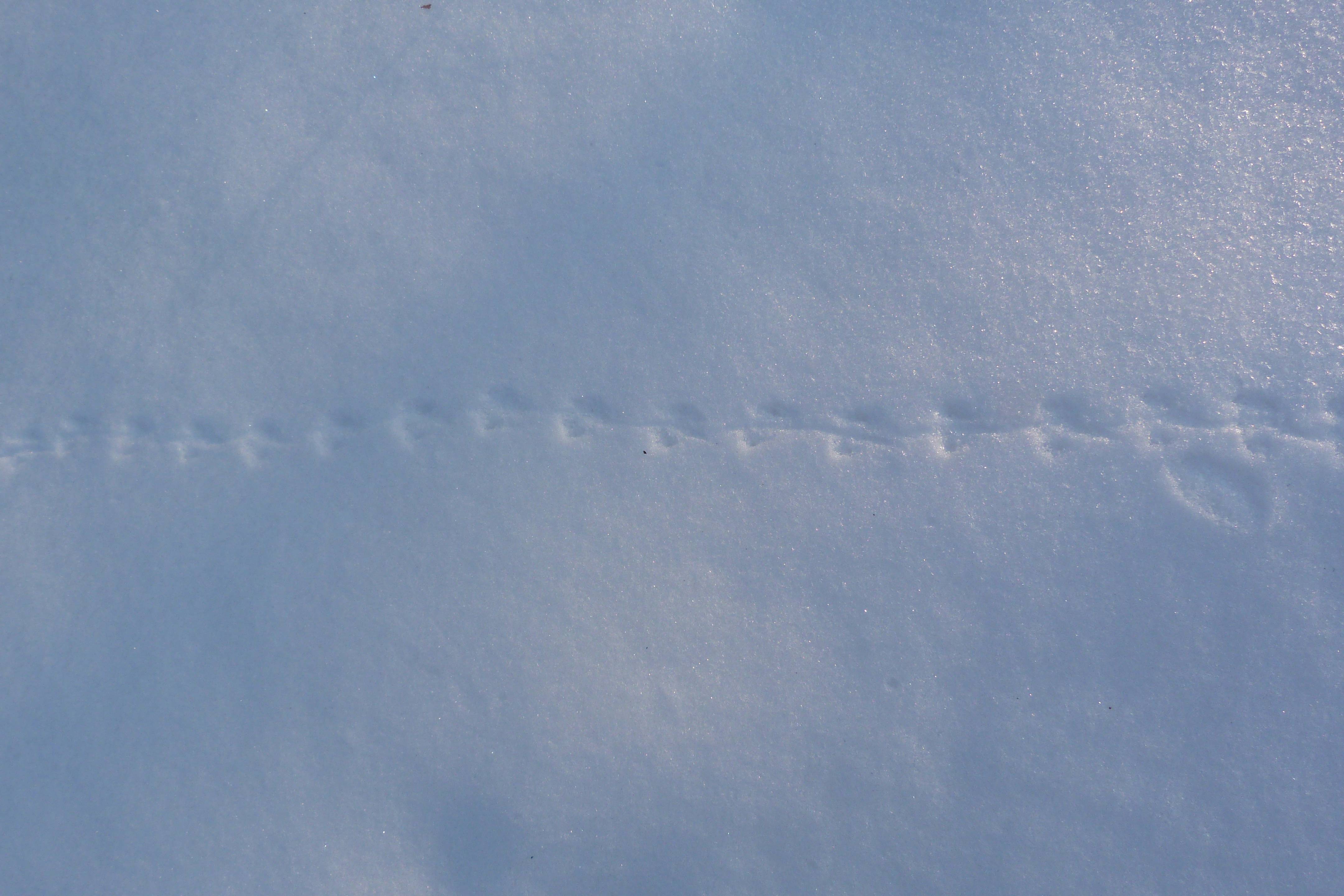 Какие животные не оставляют следов на снегу. следы животных на снегу - фото с названиями