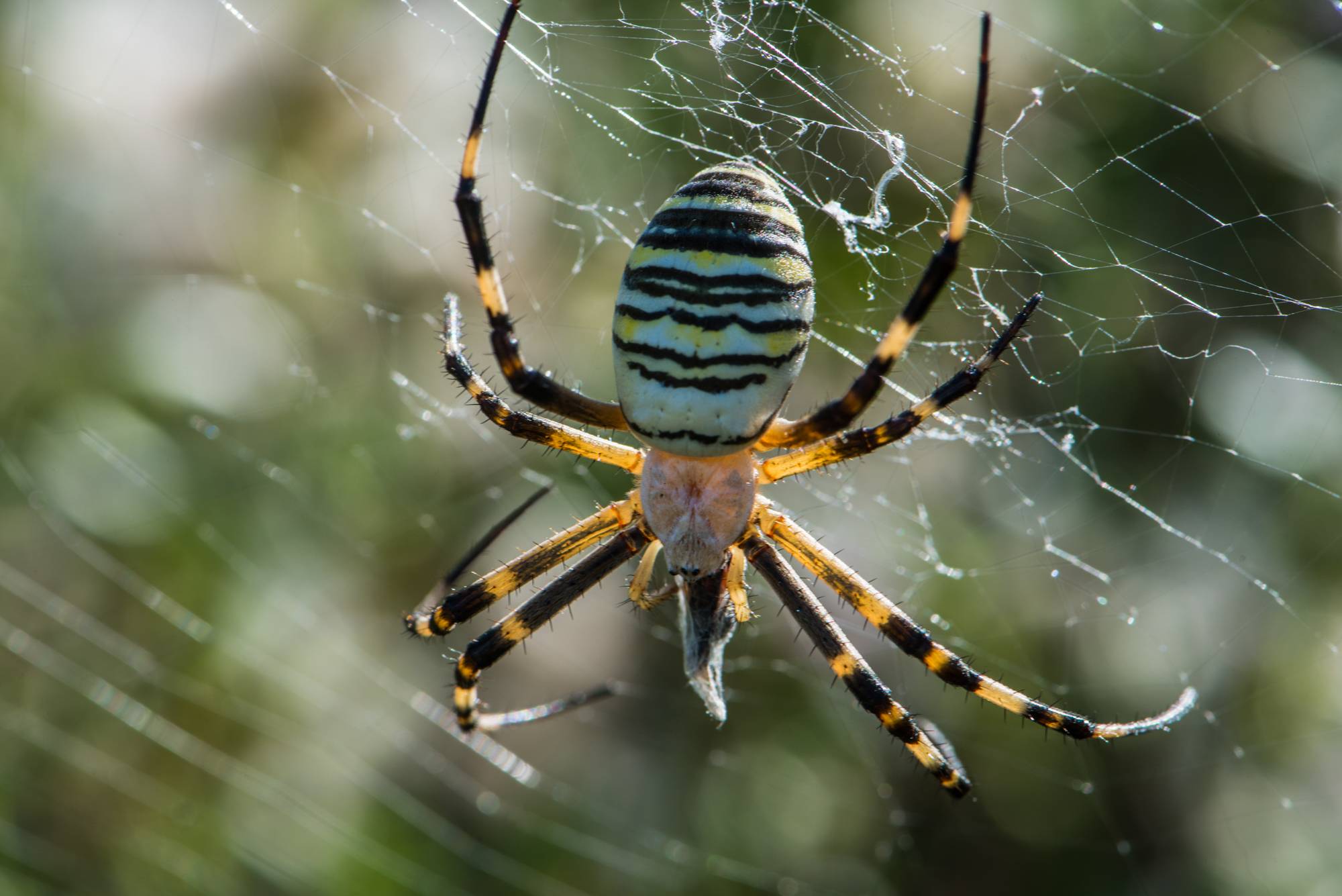 Топ-20 самых красивых пауков в мире: это не страшно!