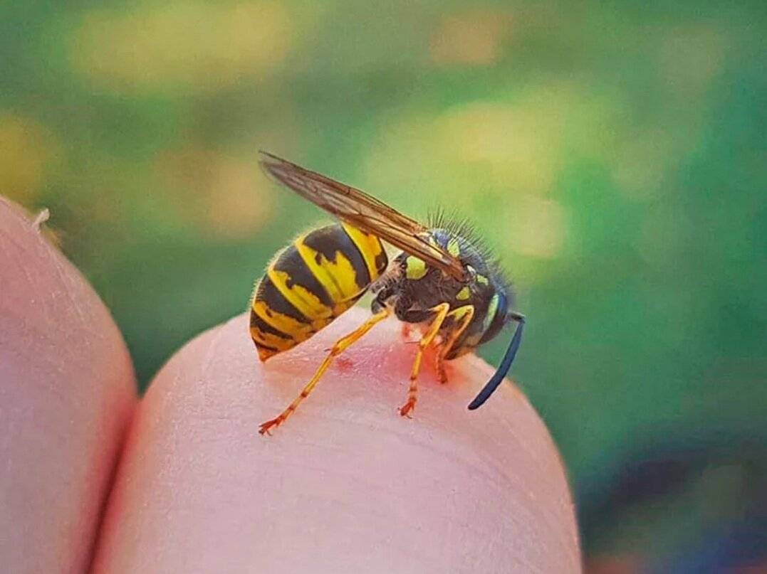 Статьи и новости: памятка "как избежать укусов ос и пчел, действия при укусе" - администрация суздальского района