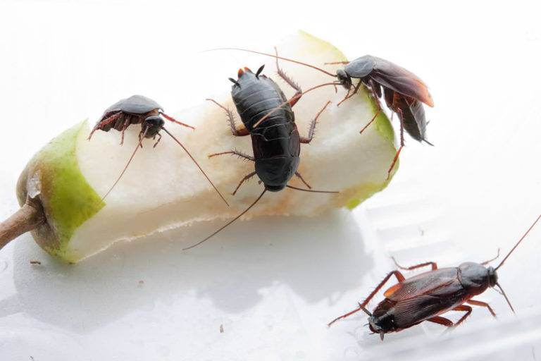 Как быстро размножаются домашние тараканы. размножение тараканов