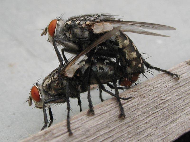 Почему осенью кусаются мухи? причины, фото и видео  - «как и почему»
