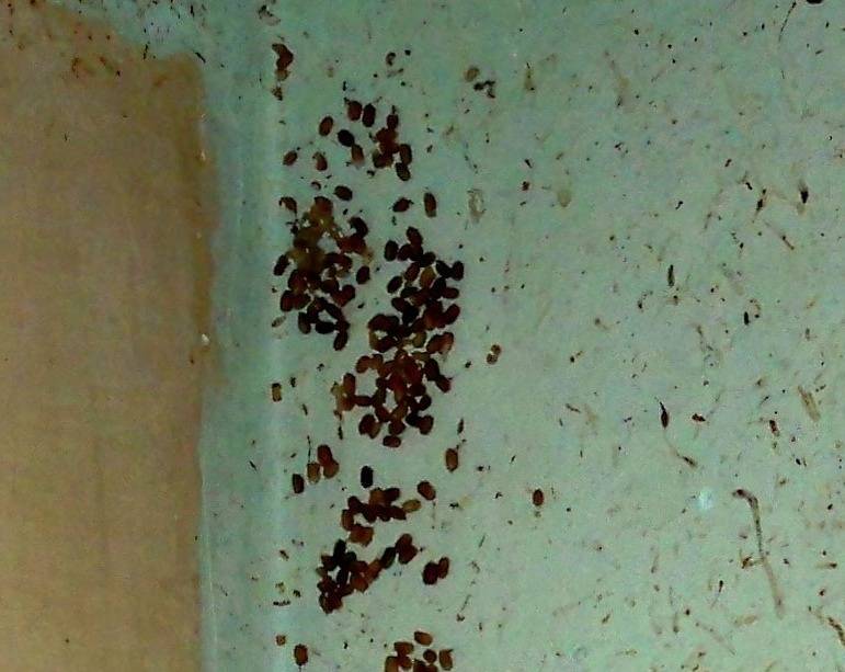Где живут тараканы | где искать гнездо тараканов в квартире