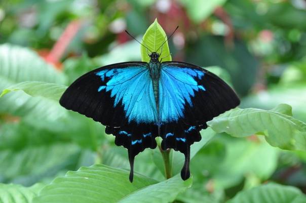Фото самых красивых бабочек с названиями и описанием