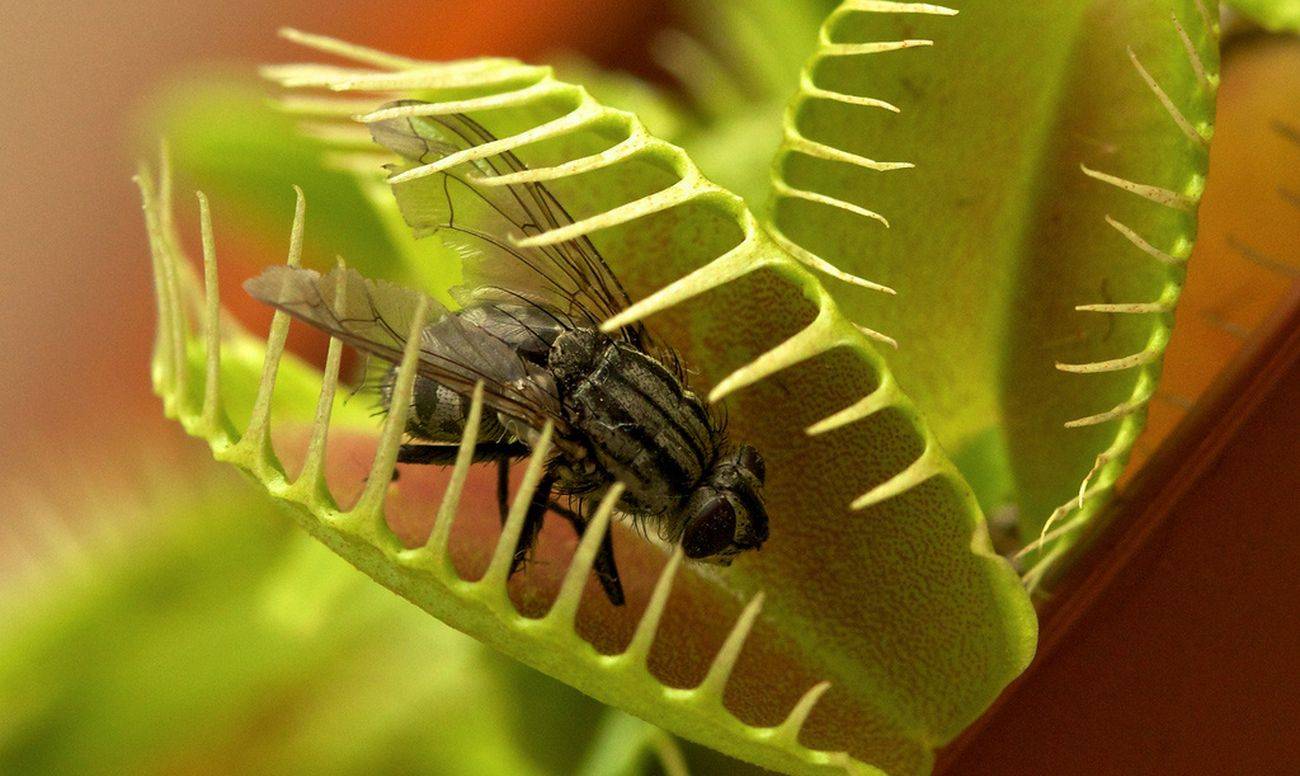 Венерина мухоловка как ухаживать в домашних условиях, чем кормить растение, как размножать и бороться с вредителями