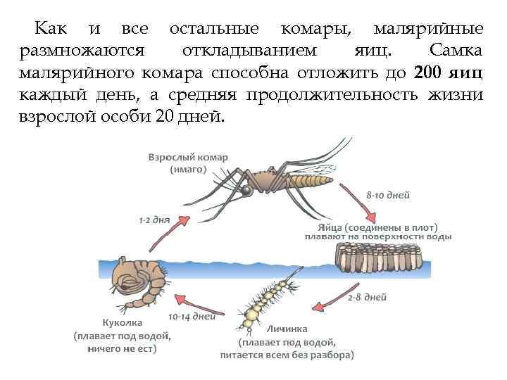 Узнаем, сколько живет комар