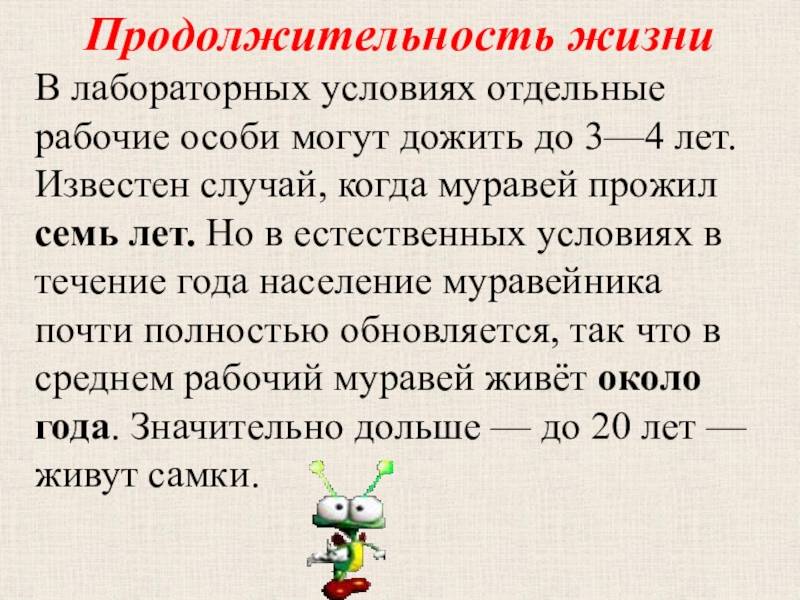 Сколько живет муравей: продолжительность жизни муравьев в доме и дикой природе